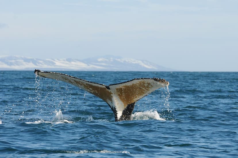 Classic Antarctica - Our standard trip. Visit the north western side of the Antarctic peninsula and the south Shetland Islands