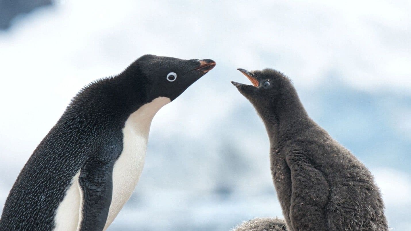 Abundant Wildlife - Observe the unique and abundant wildlife. Many species of whales, seals, penguins and seabirds await you