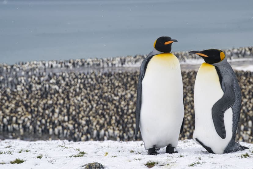 Classic South Georgia - Take on a 22 days expedition as we visit and land in the Falklands Islands (Malvinas), South Georgia Islands and the North western Antarctic Peninsula