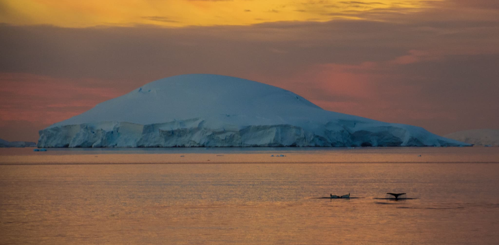 Antarctic Spring Seasons in Antarctica | Antarpply Blog